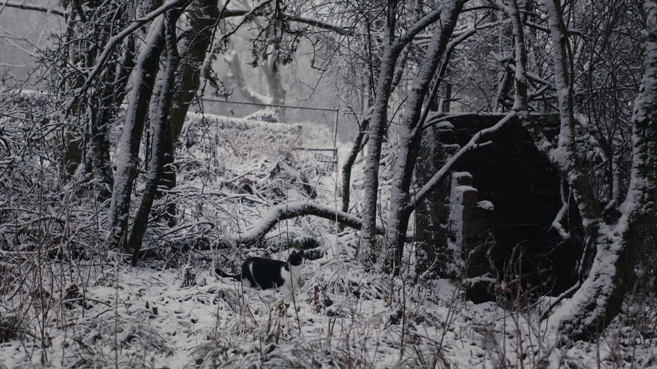 gato mascota en el bosque en un frío día de invierno