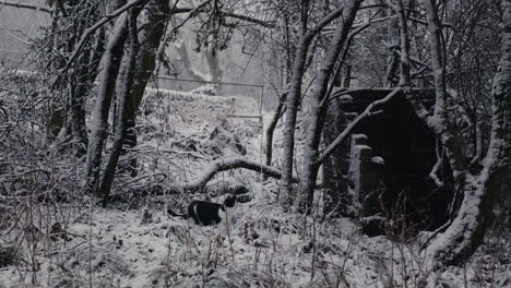 Gato-Mascota-En-El-Bosque-En-El-Frío-Día-De-Invierno.