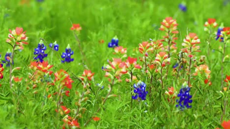 bluebonnets and indian paintbrush wildflowers in a field