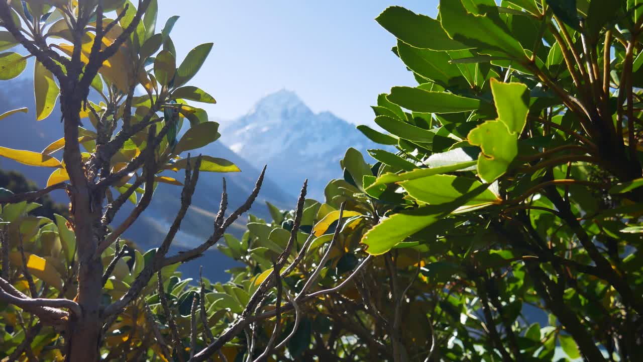 new zealand's mt cook with alpine vegetation in foreground