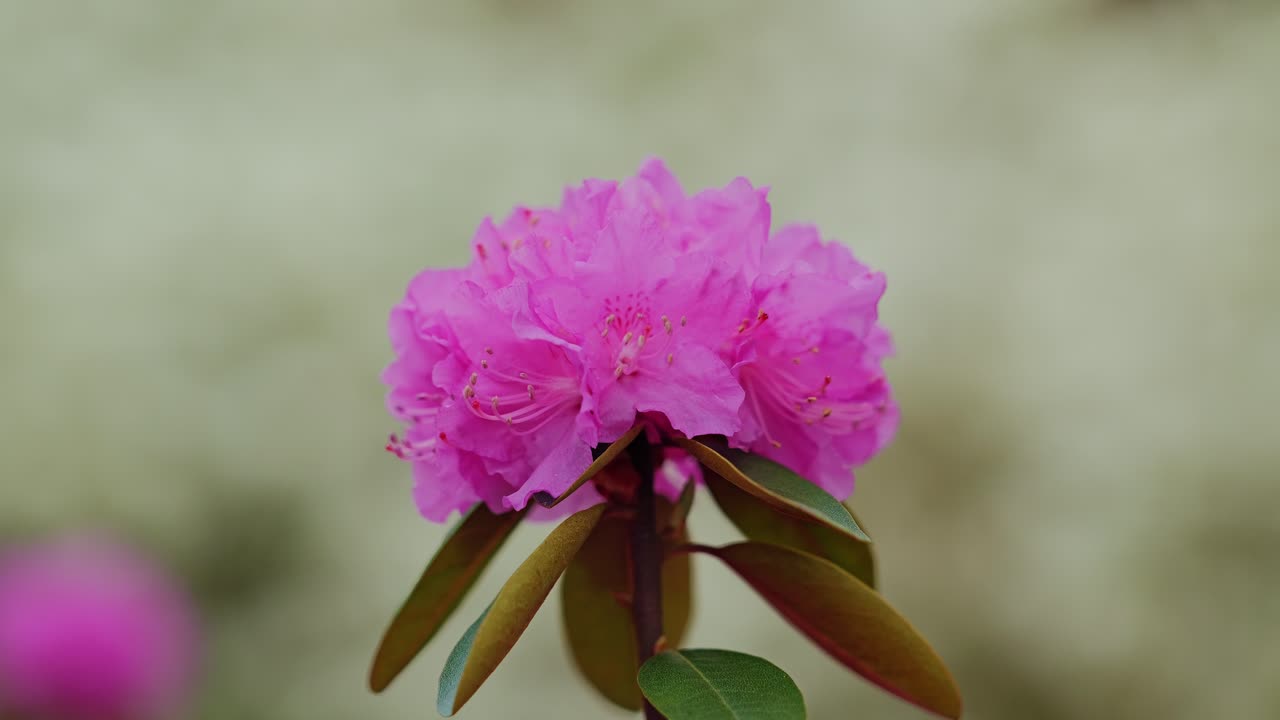 Carolina rhododendron bloom glows gently in soft springtime garden lighting