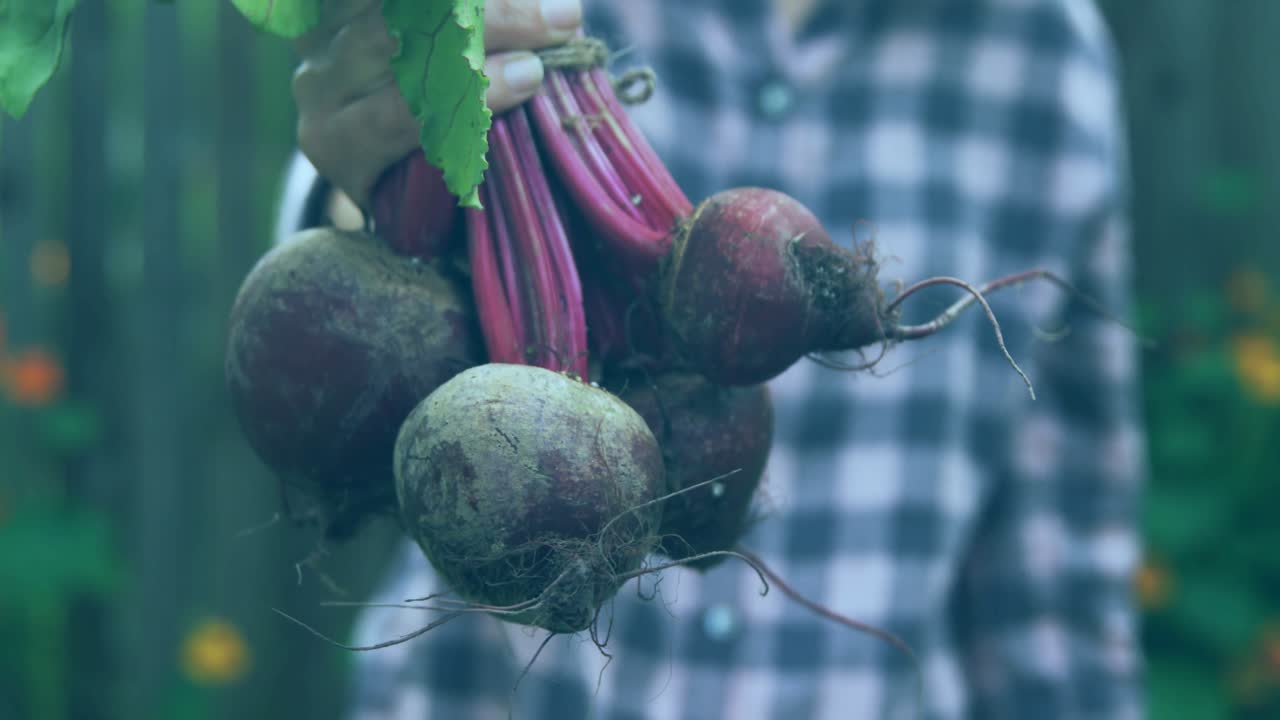 Woman holding beetroots to camera, farm data map overlay layering over produce, showing origin