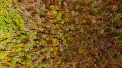 fall-leaves-changing-colors-near-park-city-utah