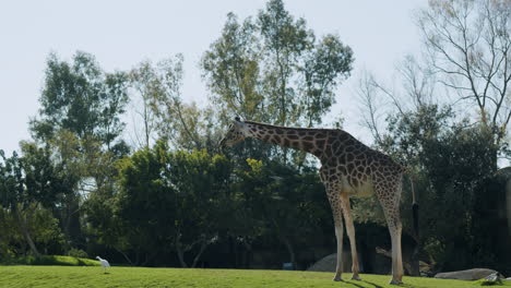 Bird-is-frightened-with-the-giraffe