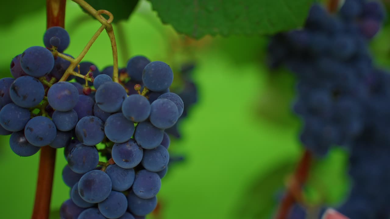Woman's Hands Gently Touch Ripe Purple Grapes on Vine