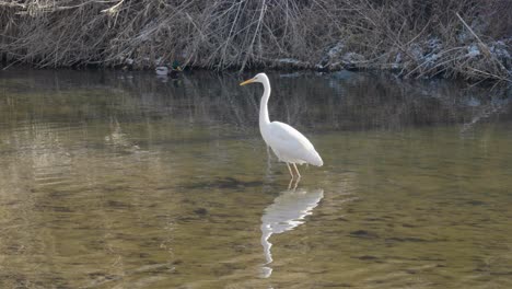 Silberreiher-Oder-Reiher-Jagen-Im-Winter-In-Einem-Ententeich