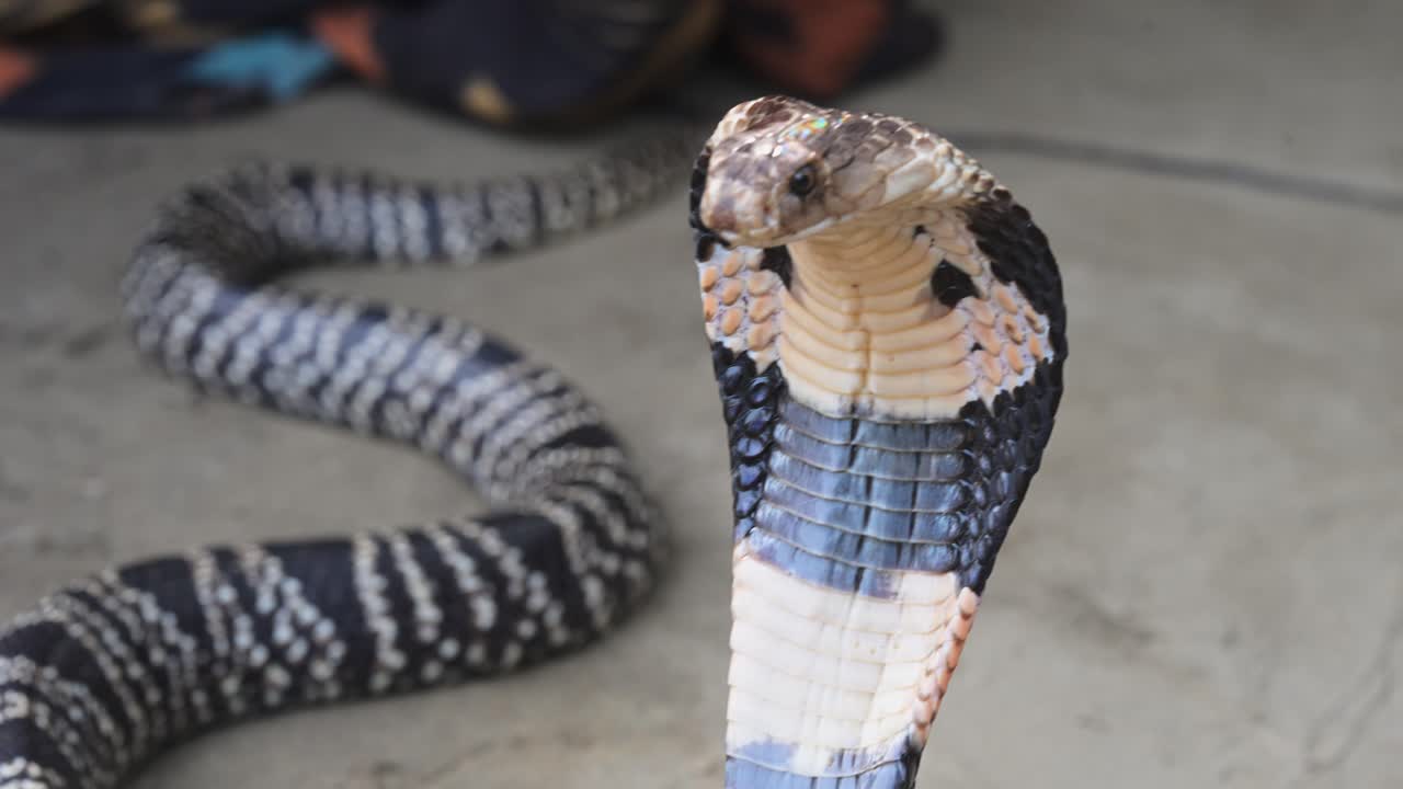 Extreme close-up of a Monocled Cobra with its hood flared in Bangladesh. Detailed view of the venomous snake's scales and defensive posture in a natural setting