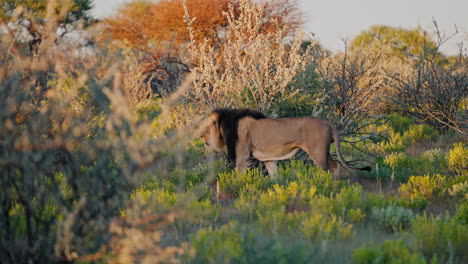 lion in african savanna at sunset
