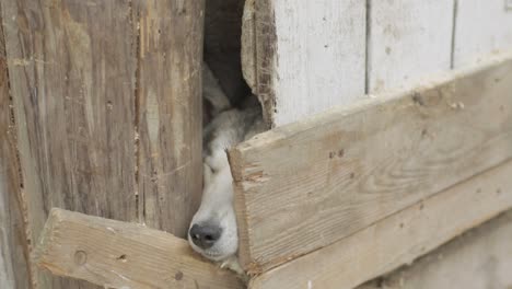 dog hiding in a wooden kennel