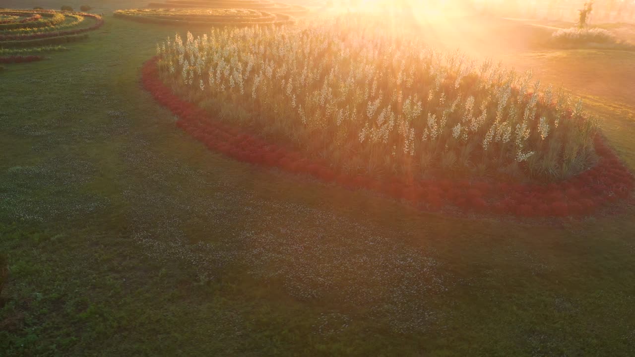 Yucca flowers on a green lawn in the park.