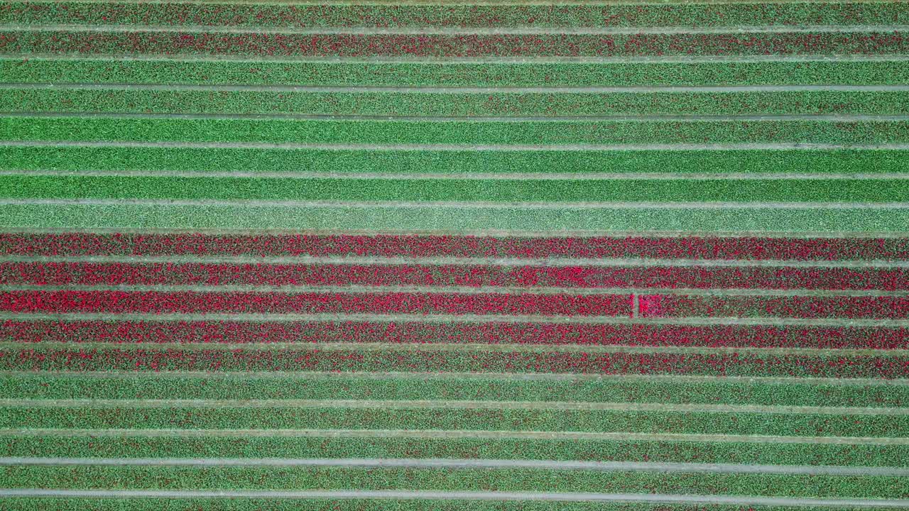 Tulip Field Emmeloord, Netherlands. symmetrical top down view