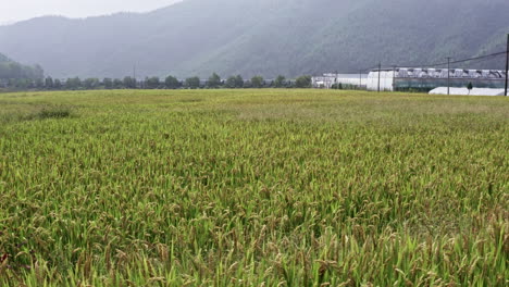 Luftaufnahme-über-Reisfelder-In-Moganshan,-China