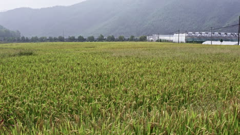 aerial shot flying over rice fields in moganshan, china