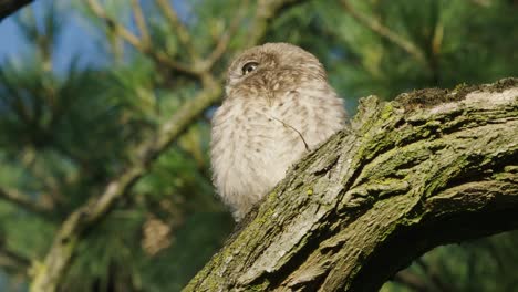 Little-owl-looking-down-while-perching-on-a-tree-wood-in-the-forest,-low-angle-shot