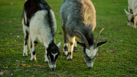 young goats grazing in a pasture