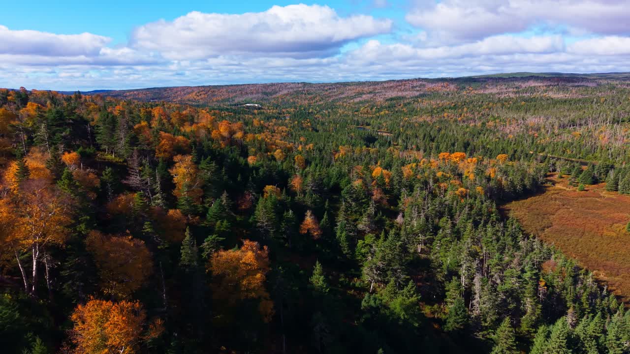 Drone glides over conifer forest to reveal rust‑coloured wetland clearing with streams and ponds; unique habitat amid hills