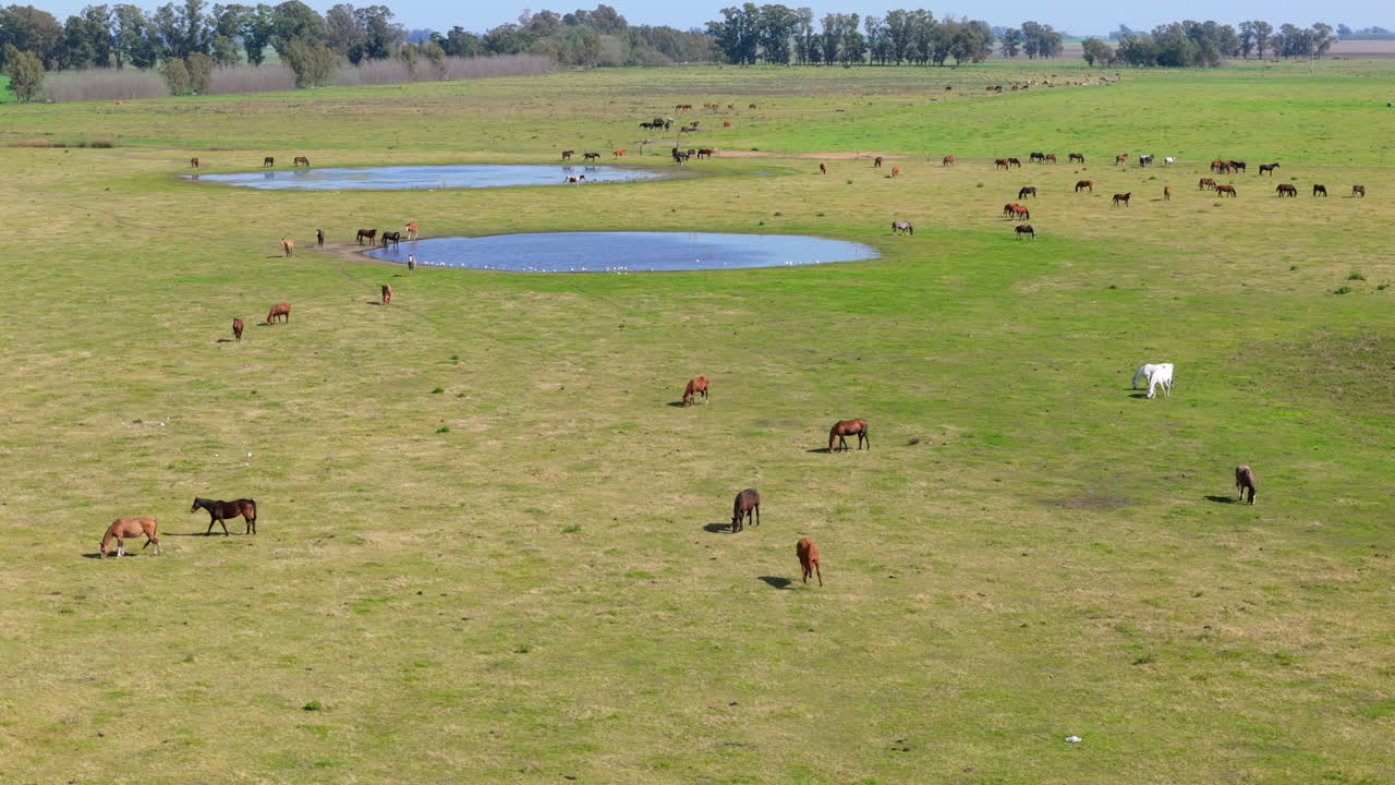 Herd of Horses Grazing in a Lush Green Field