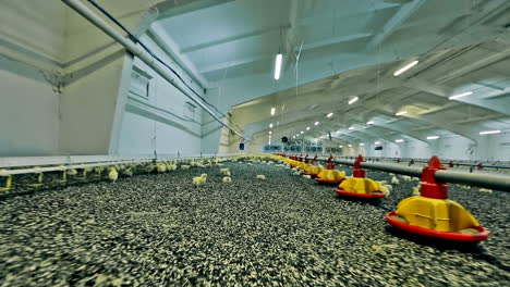modern chicken farm. lot of little chickens in poultry farm