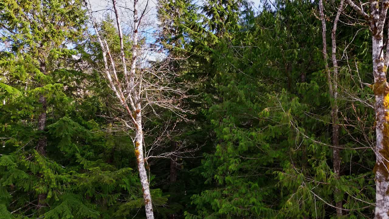 Ascending view above evergreen forest revealing beautiful mountains in Snoqualmie, Washington State
