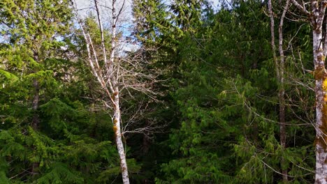 Ascending-view-above-evergreen-forest-revealing-beautiful-mountains-in-Snoqualmie,-Washington-State