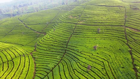 fly over beautiful green tea plantation on the hill slide