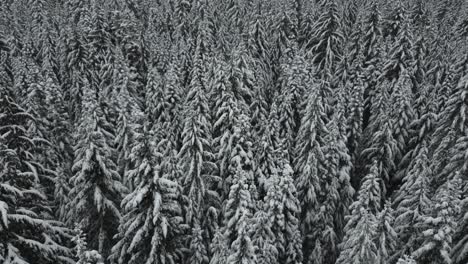 From-an-aerial-vantage-point,-immerse-in-a-winter-wonderland-as-snow-clad-trees-adorn-an-Idaho-forest,-USA,-revealing-a-tranquil-mountain-ambiance-amid-the-cold-season