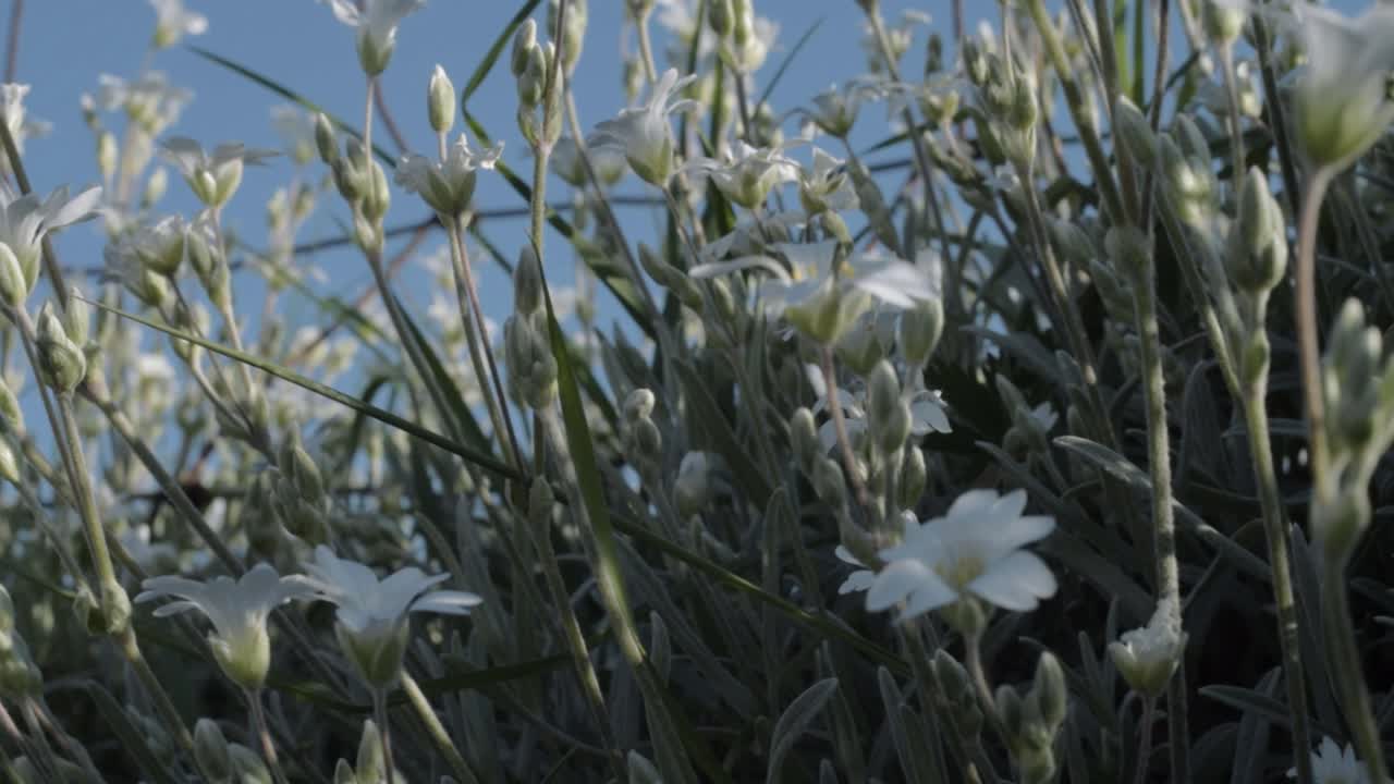 Small delicate white flowers growing against clear blue sky panning shot close up