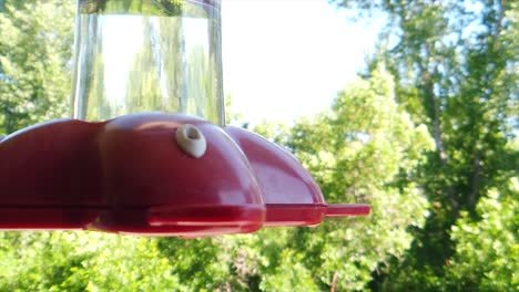 en un patio trasero en los suburbios, un pequeño colibrí con plumas marrones se sienta en un comedero para pájaros en cámara lenta y bebe y mira alrededor