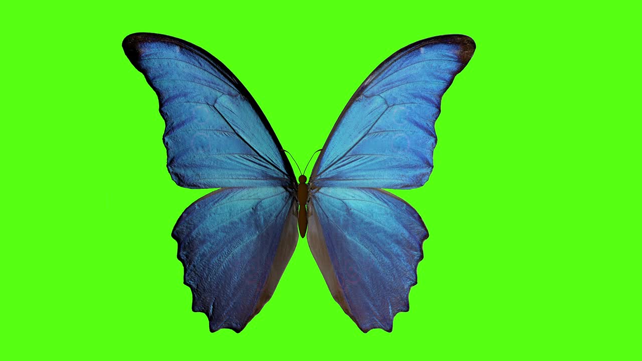 farfalla batte le ali. farfalla su uno sfondo verde. rendering 3d