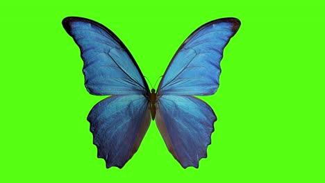 butterfly flaps its wings. butterfly on a green background. 3d rendering