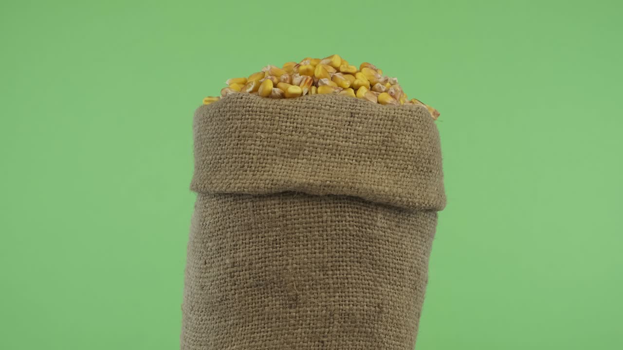Rotating a full bag of corn grain. Close-up.