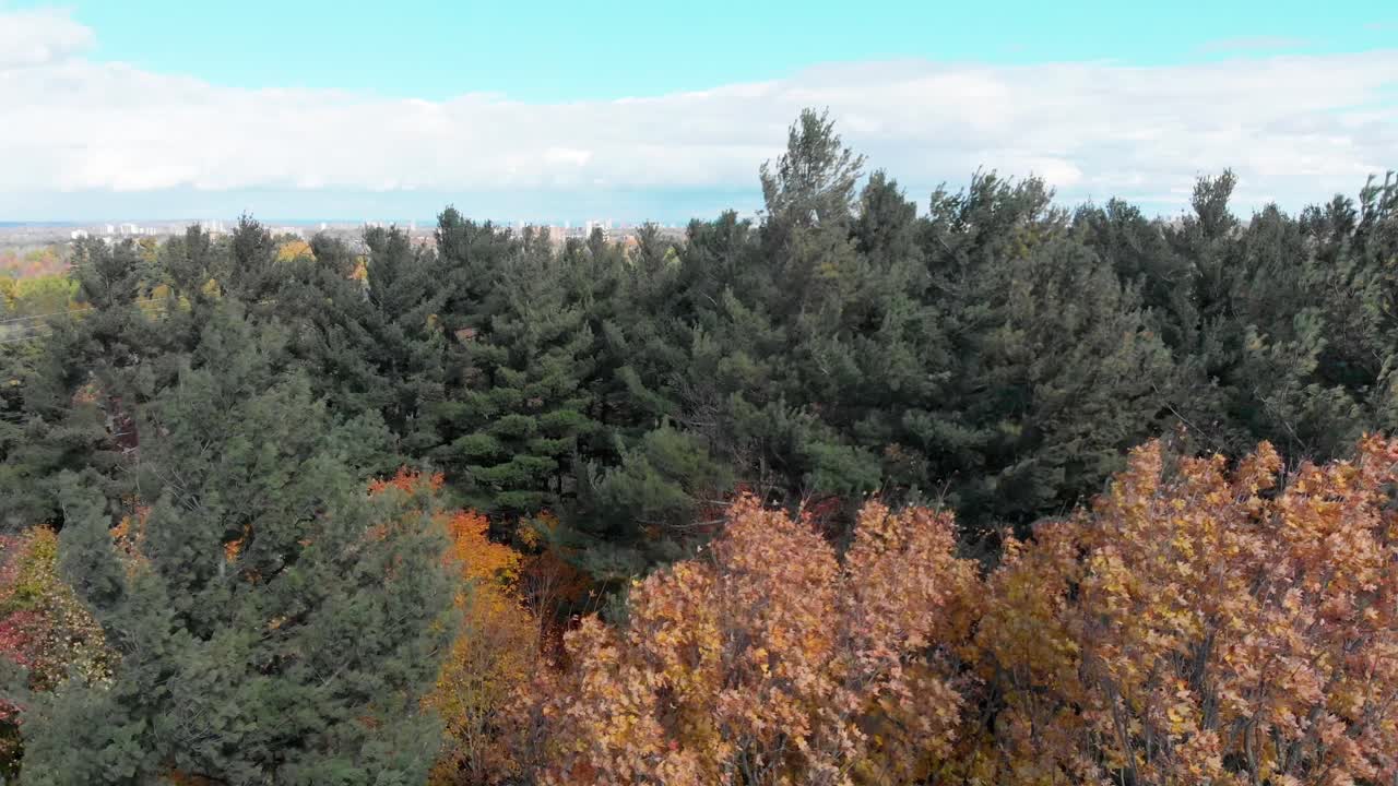 Aerial footage above tree tops blowing in the wind in an autumn coloured forest facing towards Ottawa, Ontario with a city skyline