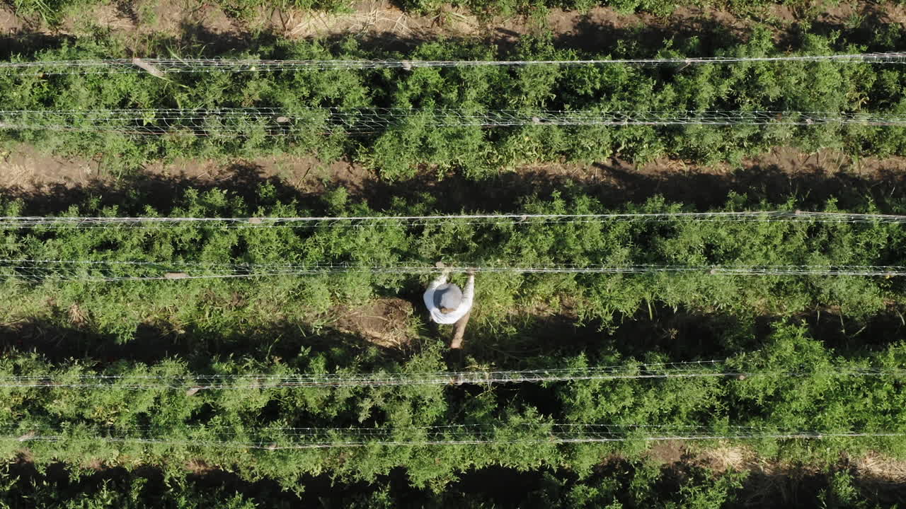 persona recogiendo frutos de tomate en una enorme plantación con muchas filas, toma aérea de arriba hacia abajo