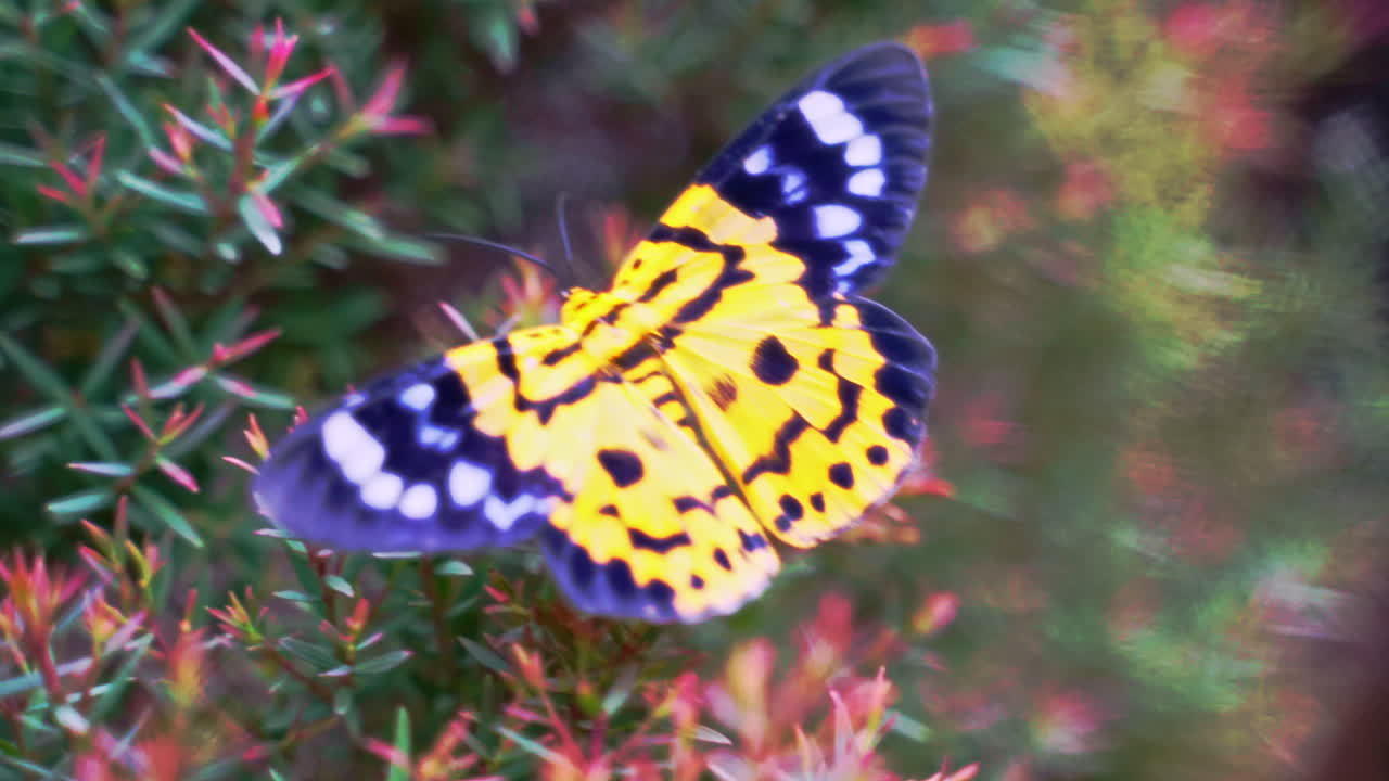 Falena tigre falsa dai colori vivaci posata su rametti di conifere nella brezza