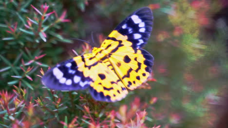 bright colored false tiger moth sitting on coniferous twigs in breeze