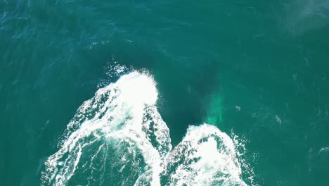 humpback whales diving in the ocean in new south wales, australia - drone shot