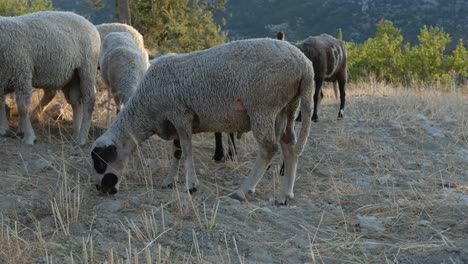 Schafe-Grasen-Auf-Der-Weide