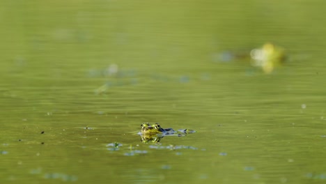 un primer plano de una rana apareció con la cabeza sobre la superficie del agua