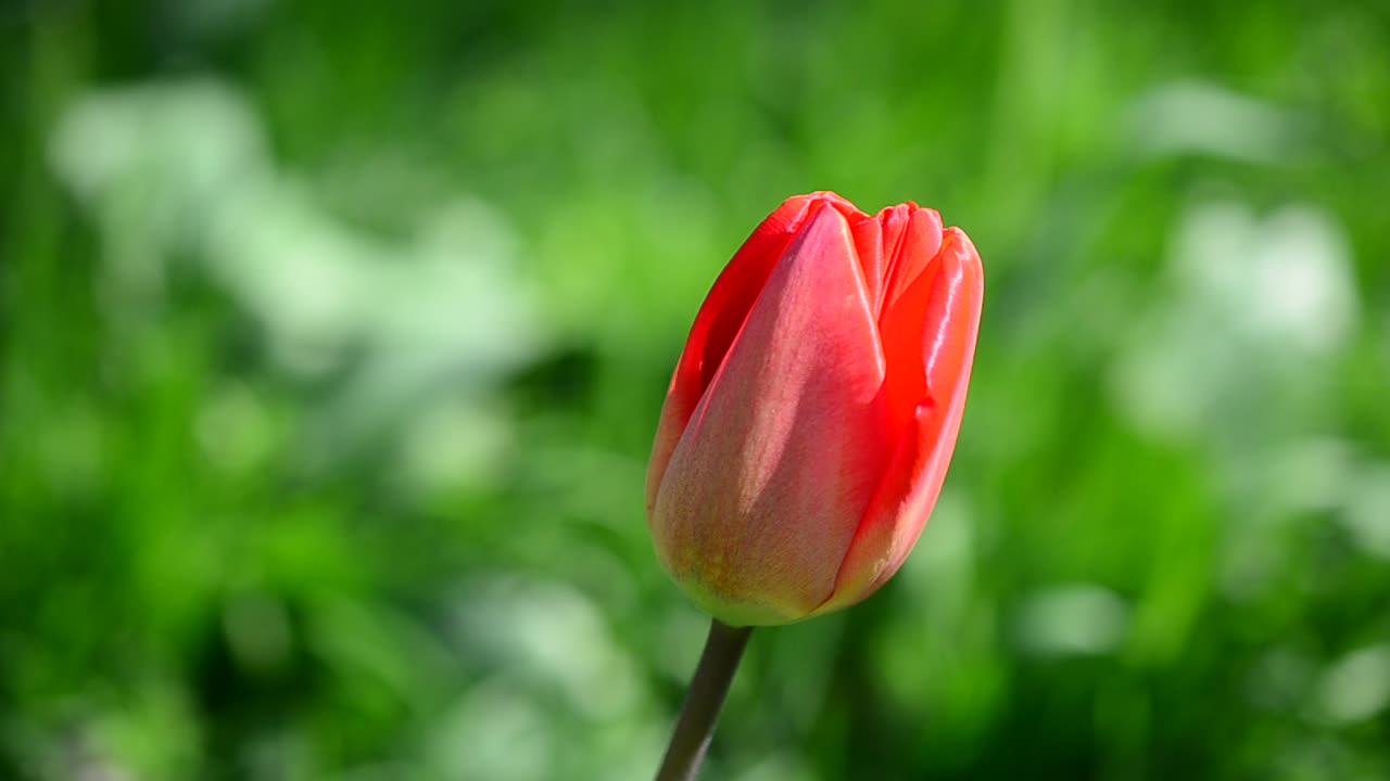 Tulppaanit keväällä
