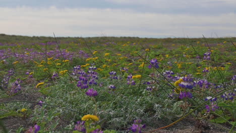 blossoming colorful wildflowers field during spring at wilderness of oregon