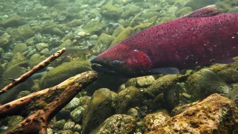 salmão chinook vermelho