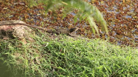 lizard resting on mossy log in garden