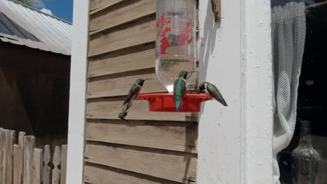 hummingbirds feed at mountain cabin feeder