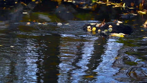 slow motion video of spawning brown trouts in finland, autumn