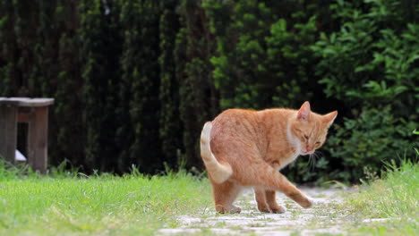 orange cat walking away in slow motion during the day