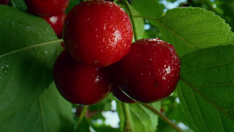 Wet-red-cherry-hanging-branch-closeup.-Fresh-ripe-bright-fruit-vitamins-tree.