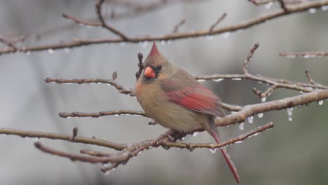 female cardinal resting on icy tree branch