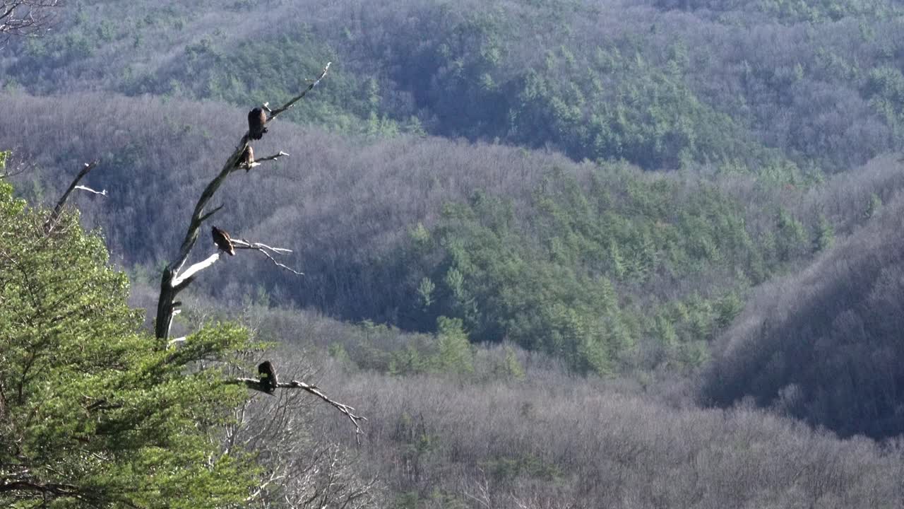 los halcones cuelgan de un árbol en la parada de la montaña de piedra