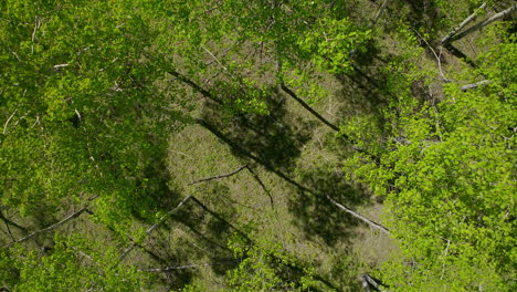 aspen tree spring yellow purple flower in colorado forest cinematic aerial drone lush green grass after rain daytime peaceful rocky mountain hiking trails denver evergreen conifer top down upward