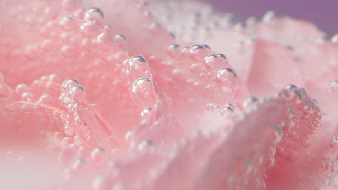 분홍색 꽃잎과 거품